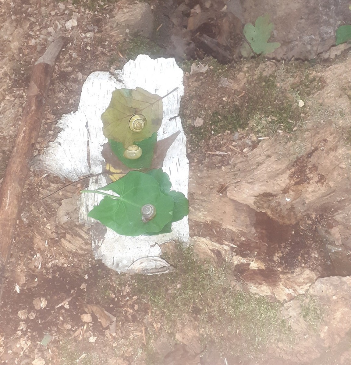 538243147_1141135948068184_7920313481433605868_n