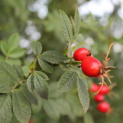 sabine_999-rose-hip-6013916_640