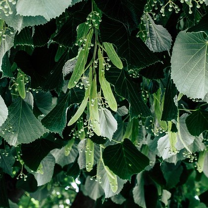 wal_172619-linden-leaves-7248750_640